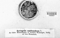 Lycogala epidendrum image